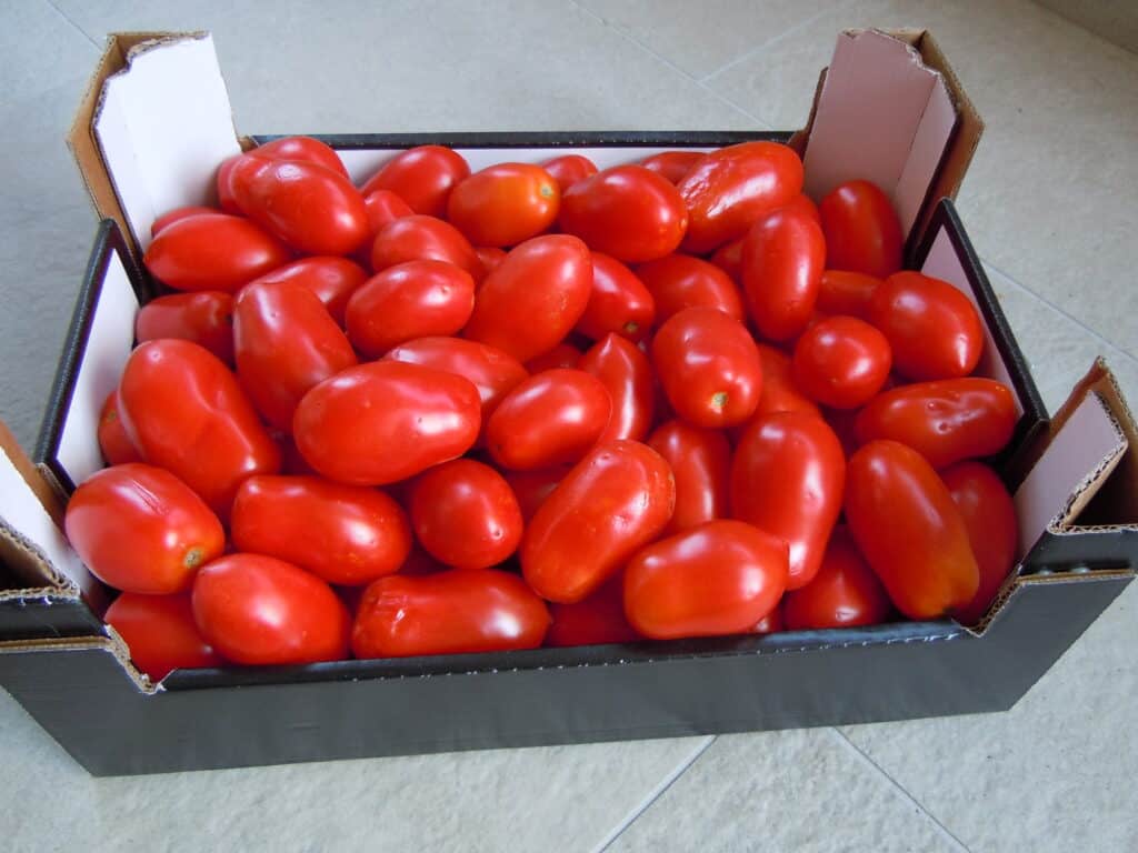 6 kg crate of Italian plum tomatoes