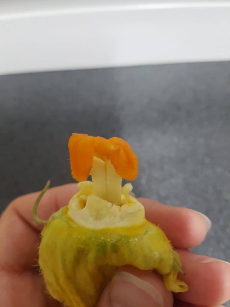 The stigma of a female courgette flower.