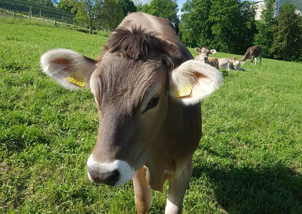 Young Swiss cow in a field in Coldrerio