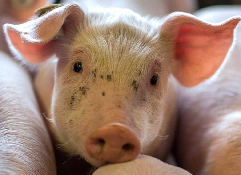 A close-up image of a young piglet