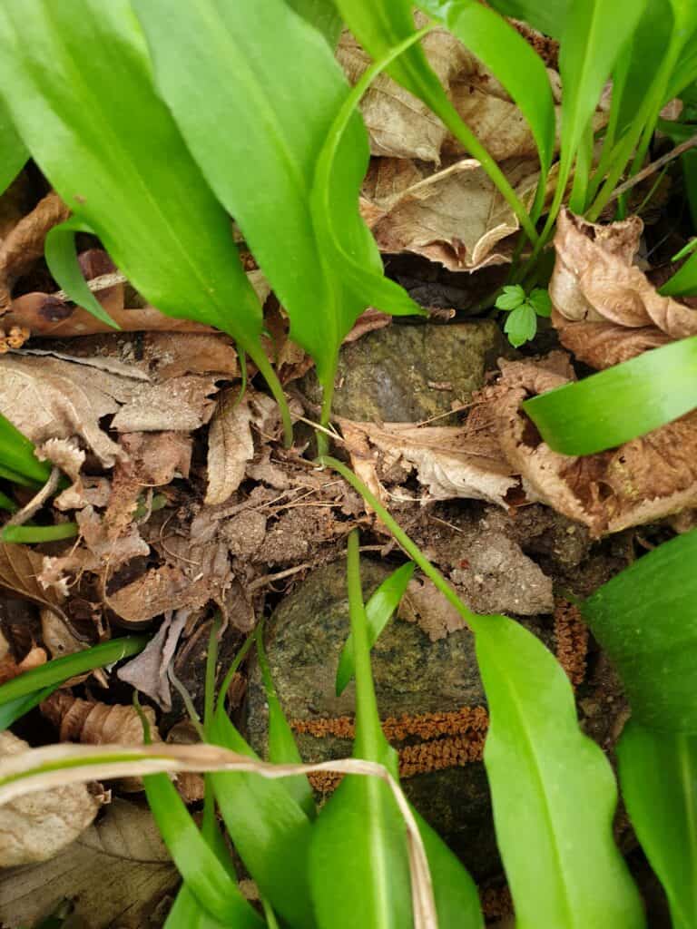 A close-up image of young wild garlic (ramsons)