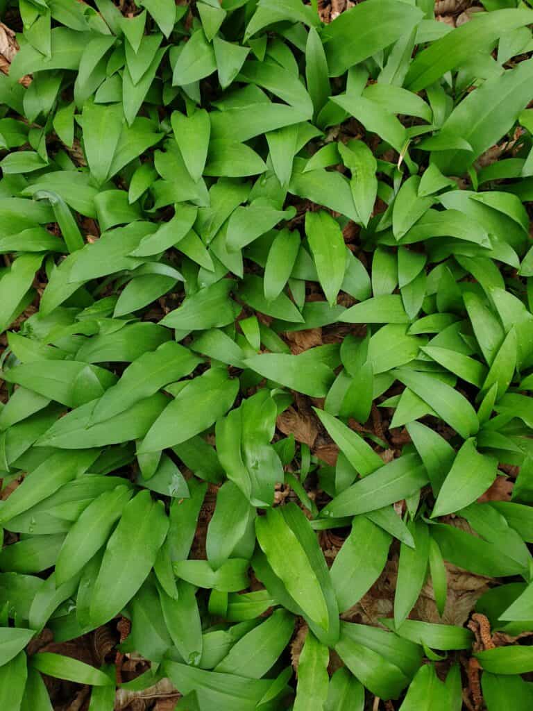 A patch of young wild garlic (ramsons)