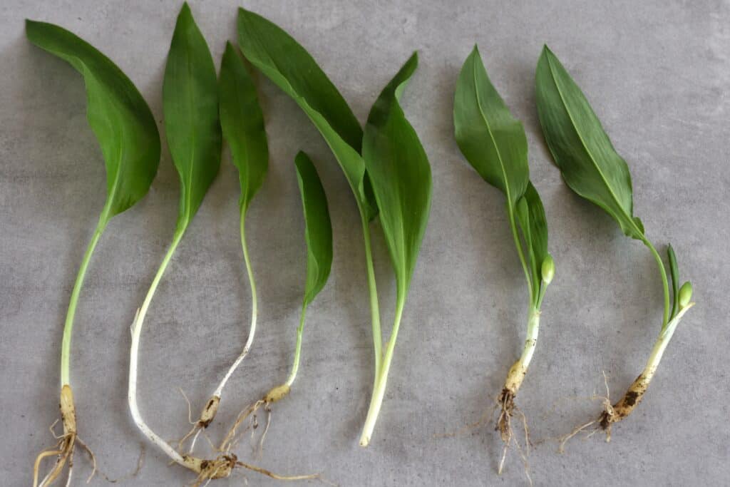 Specimens of the wild garlic (ramsons) plant