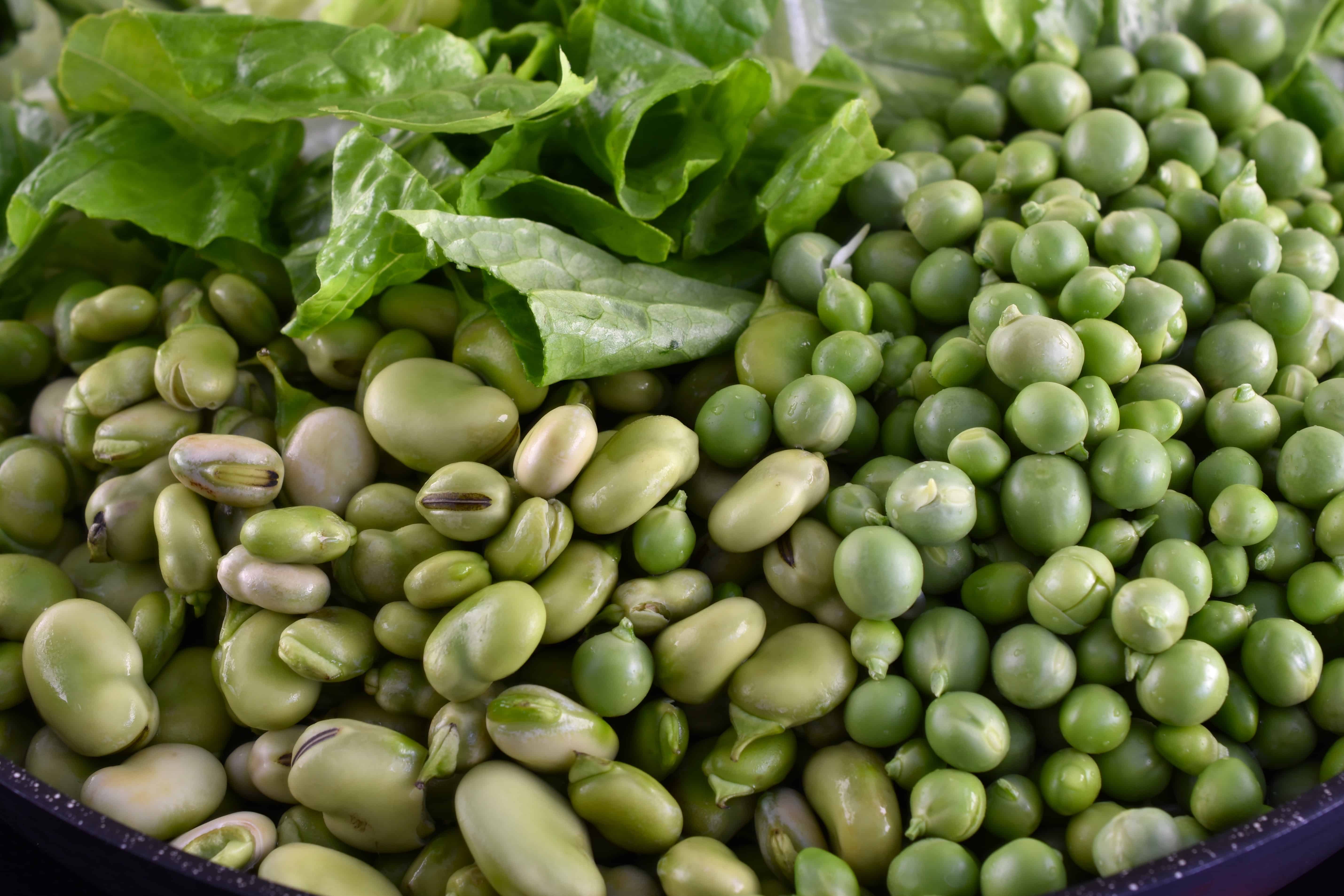 Broad (fava) beans, peas and romaine lettuce in a pan.