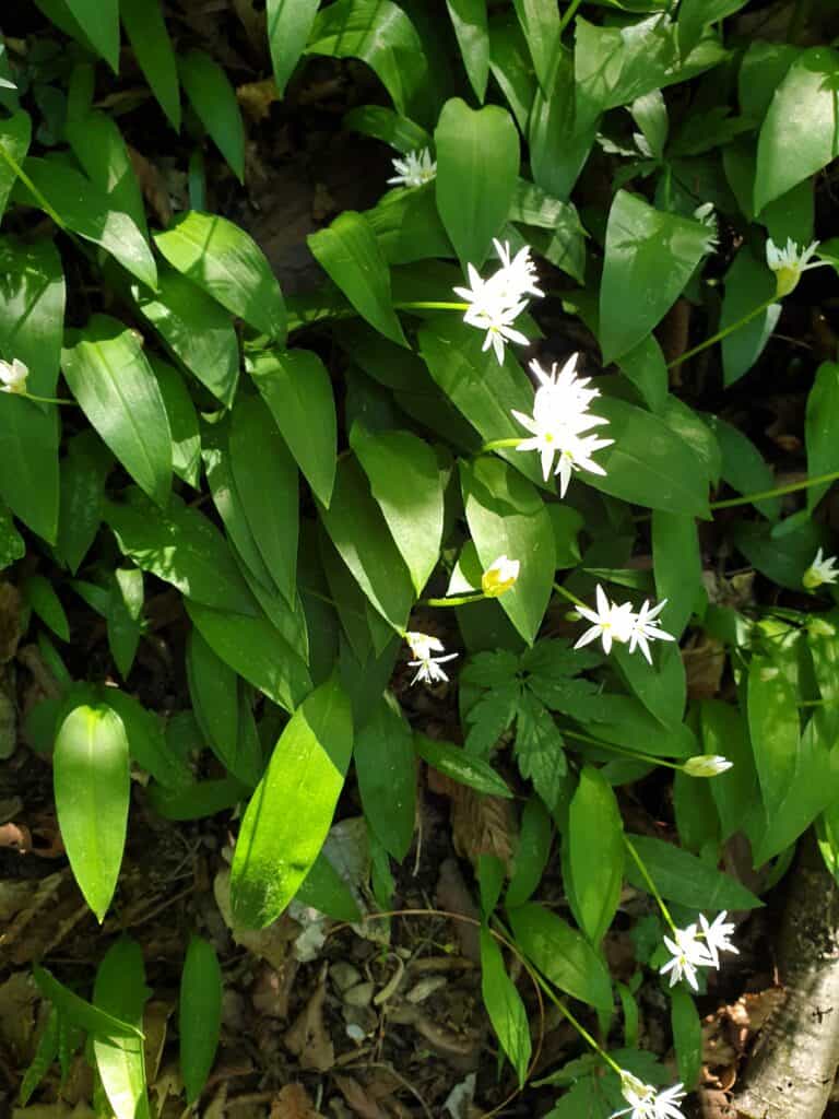 Wild garlic (ramsons) leaves and flowers