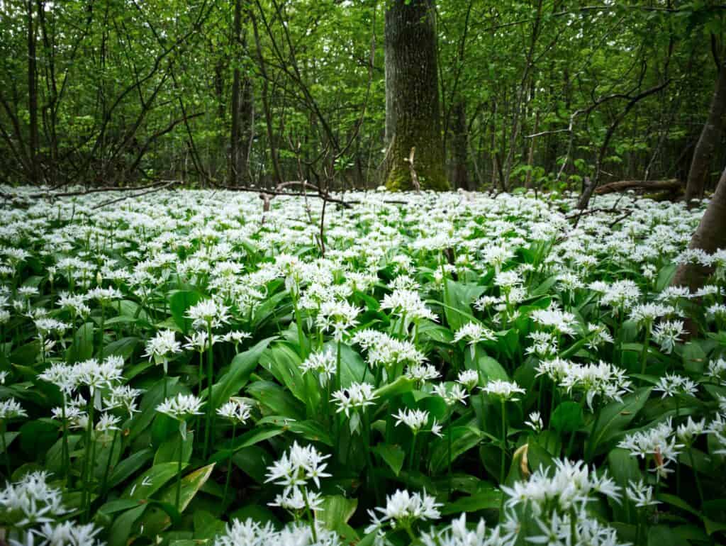 Wild garlic (ramsons) plant in flower