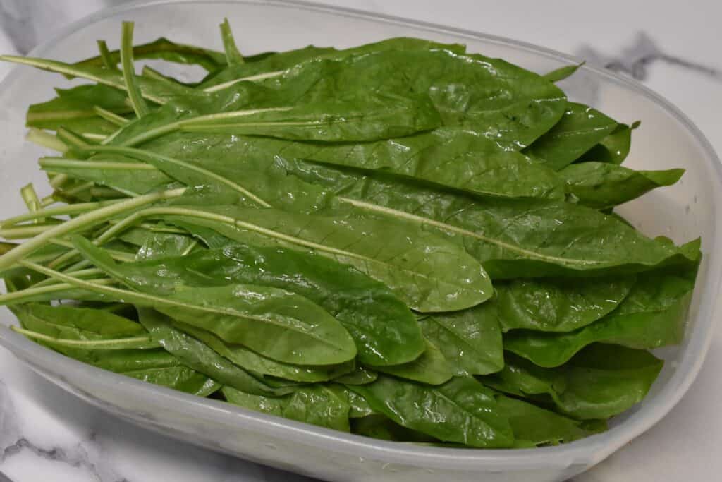 Italian sword chicory leaves in a container.