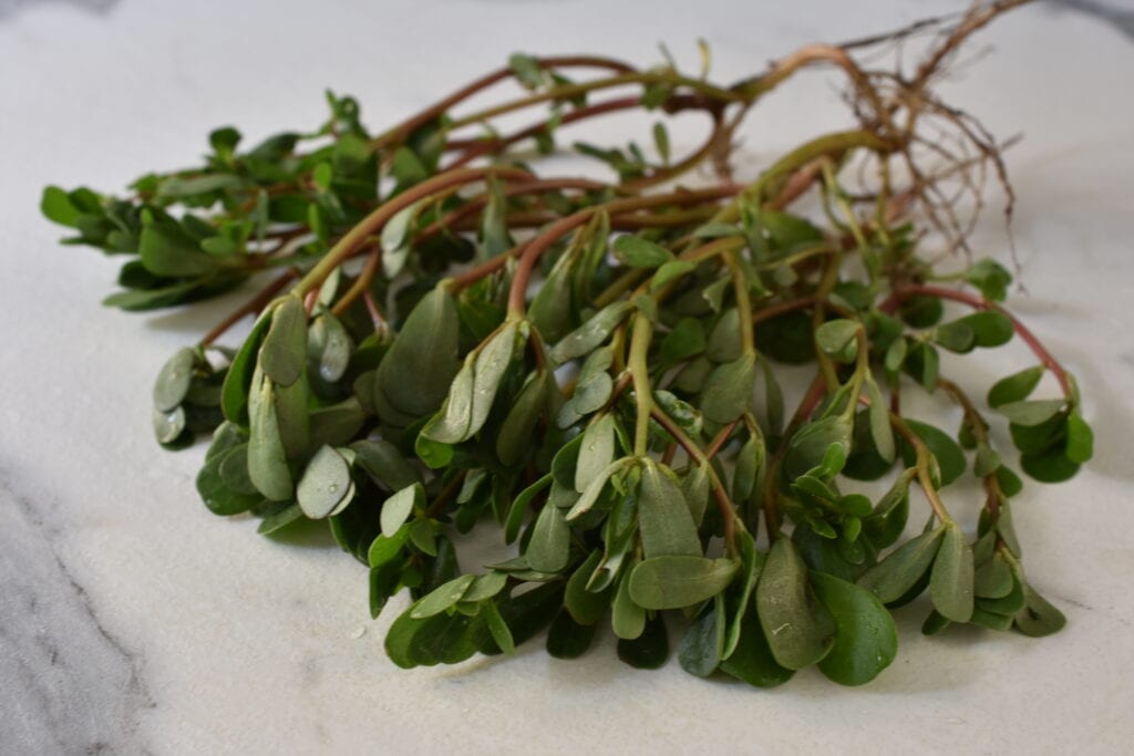 Freshly picked purslane on a kitchen worktop. 