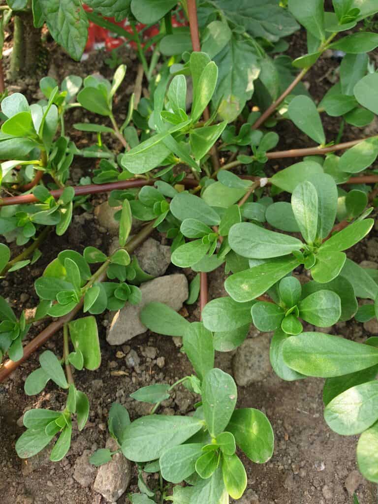 Wild-growing purslane in a garden.