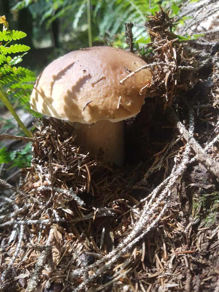 Porcino mushroom in a pine forest.