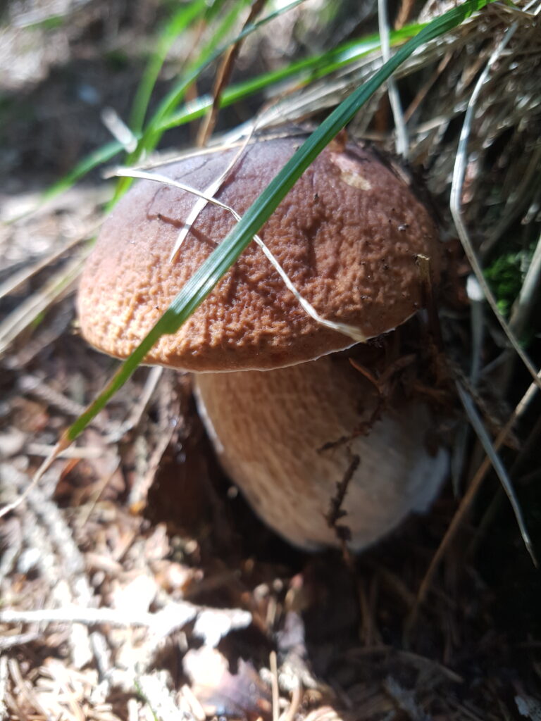 Porcino mushroom in a pine forest.