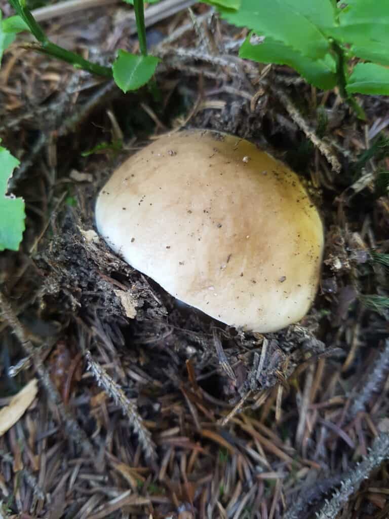 Porcino mushroom in a pine forest.