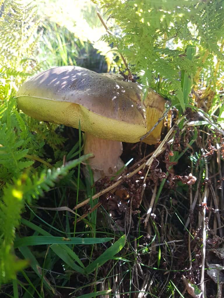 Porcino mushroom in a pine forest.