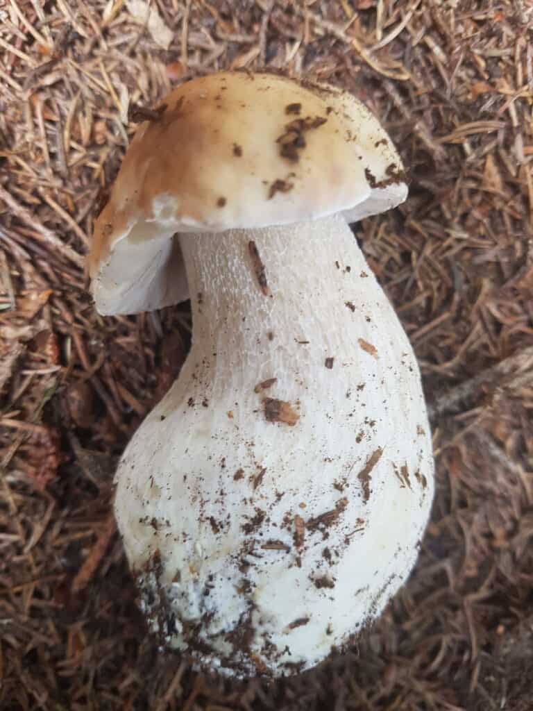 Porcino mushroom in a pine forest.