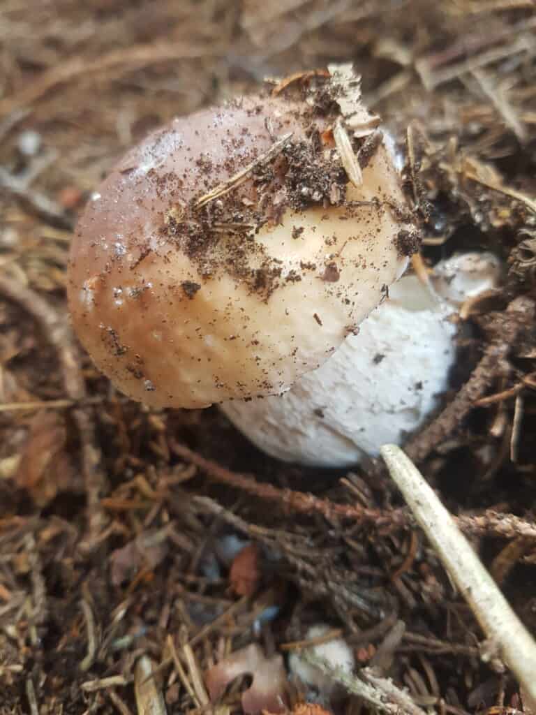 Porcino mushroom in a pine forest.