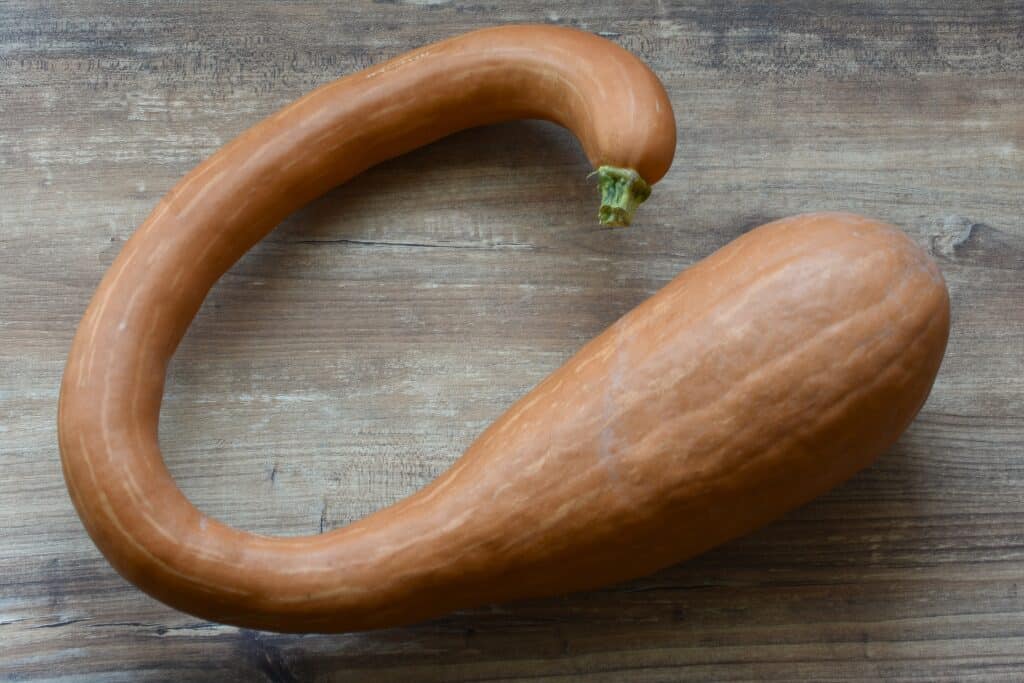 A fully mature trombetta (tromboncino) di Albenga on a wooden table.