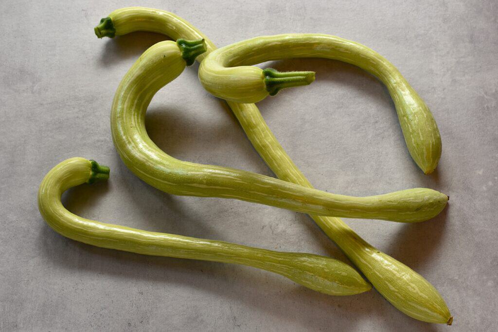 Young green trombetta (tromboncino) di Albenga on a kitchen worktop.