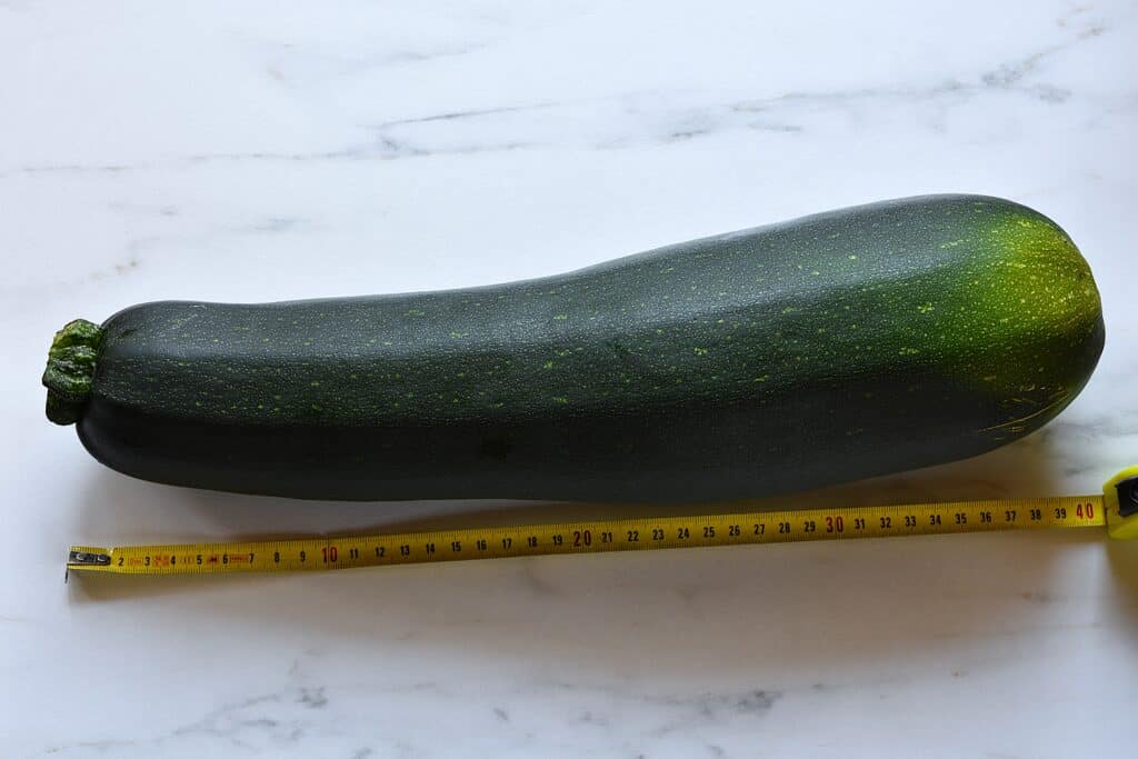 An extra large courgette (zucchini) aka marrow (40 cm) on a worktop with a tape measure.